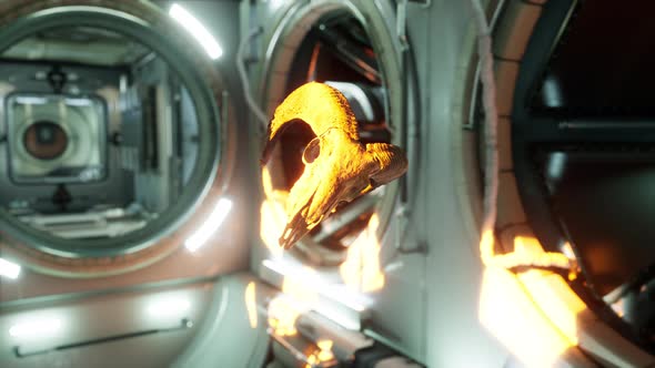 Skull of Dead Ram in International Space Station