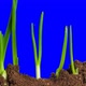 Growing Onion Time Lapse With Alpha Channel - VideoHive Item for Sale