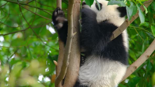 Giant Panda Bear Cub on a Tree