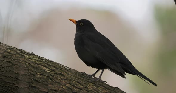 Common Blackbird or Turdus Merula Perched on Tree