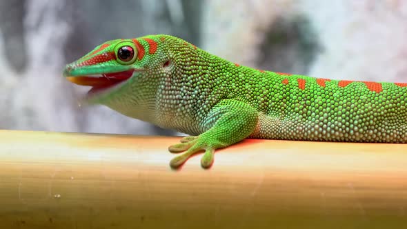 Giant day gecko eating a mealworm