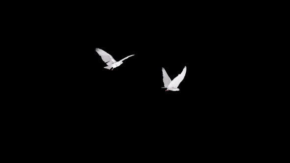 Two White Doves - 4K Flying Round - Transparent Loop