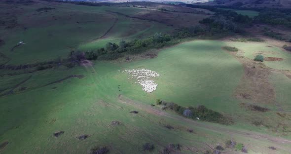 Sheep flock on green alpine pasture aerial timelapse