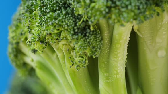 Broccoli on Blue Background Fresh Green Broccoli and Water Drops Closeup Vitamins Raw Food and