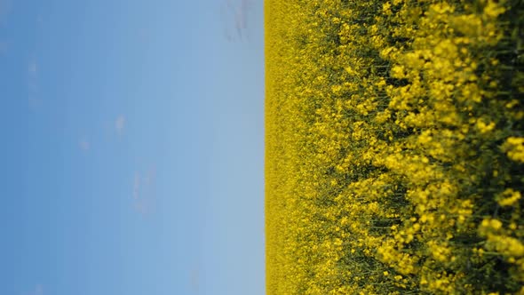 Vertical Video Blooming Rapeseed Field on a Sunny Day on a Background of Blue Sky