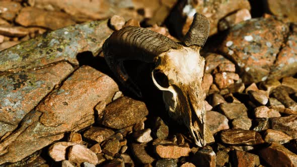 Ram Skull on Desert Rocks