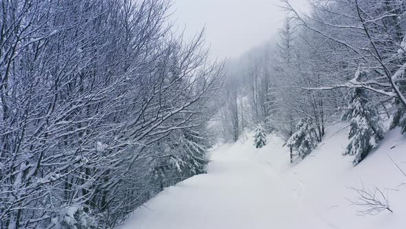A Dense Spruce Forest Covering the Snowcapped Hills of the Carpathian Mountains and Snow Falling