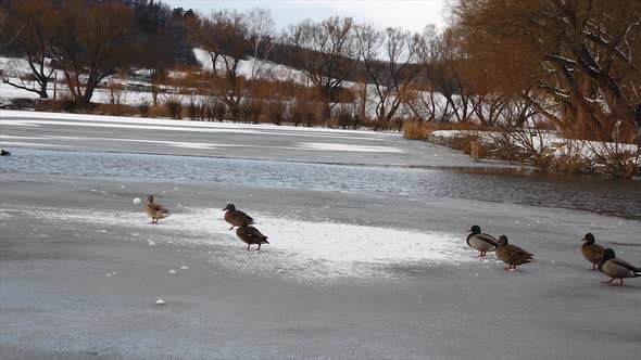 Wild ducks (Anas platyrhynchos) walking on a frozen pond. Winter nature. Slow motion