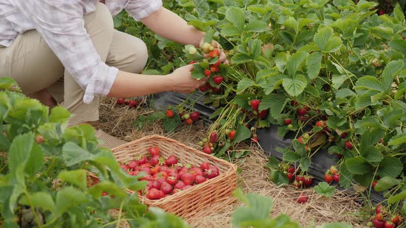 Woman Harvests Strawberries on a Plantation in a Field