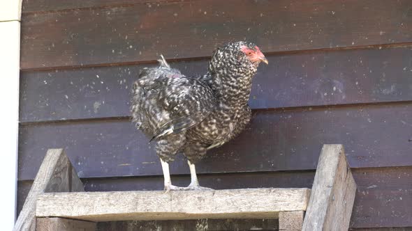 Variegated Chickens Hens in Coop Henhouse on the Henroost Roost