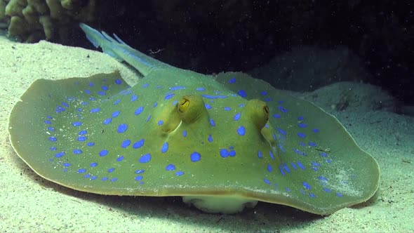 Blue spotted ribbontail ray close up on sandy ocean floor
