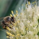 Honey bee collecting nectar and pollen - VideoHive Item for Sale