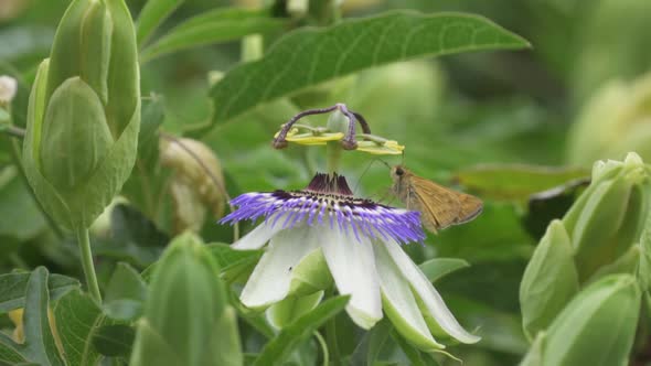 Close up of a butterfly standing on a blue crown passion flower collecting nectar contributing to po