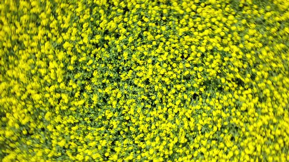 Slow Moving Drone Spins Flies Over Rapeseed Yellow Canola Plants