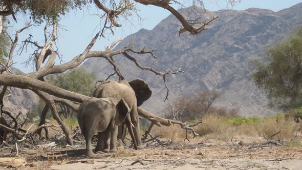 Two elephants grazing around a big fallen dead tree on the dry Hoanib Riverbed in Namibia