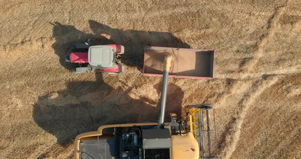 Drone Shot with Top View of Wheat Fields and Loading by Emptying Harvested Crops of Grain into the T