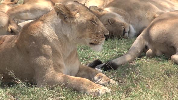 Lionesses resting in the shade on the savanna