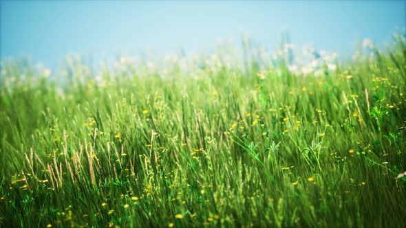 Field with Green Grass and Wild Flowers at Sunset