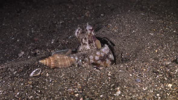 Coconut octopus catching shell at night on sandy reef bed.