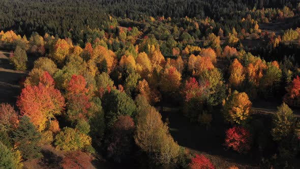 Autumn Colors