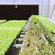 Dolly shot of organic freshness vegetables hydroponic green house soiless water system - VideoHive Item for Sale