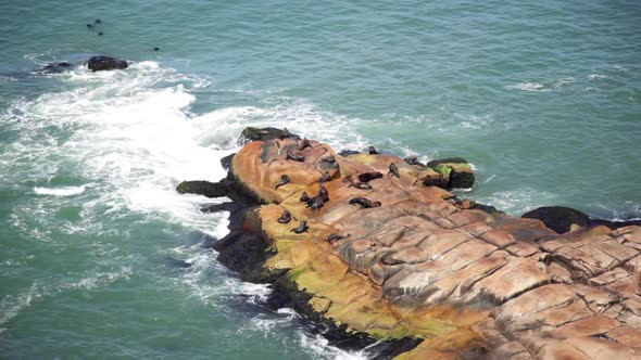 Seals basking on rocks, Cabo Polonio, Rocha Department, Uruguay
