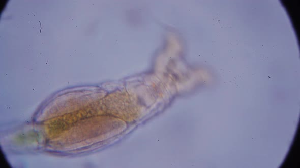 microscopic shrimp and other simple organisms in the aquatic environment