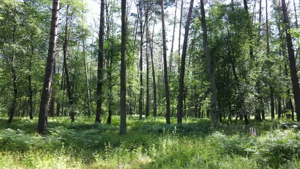 Beautiful Green Forest on a Summer Day Slow Motion