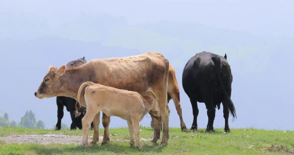 Cows Together Grazing in a Field