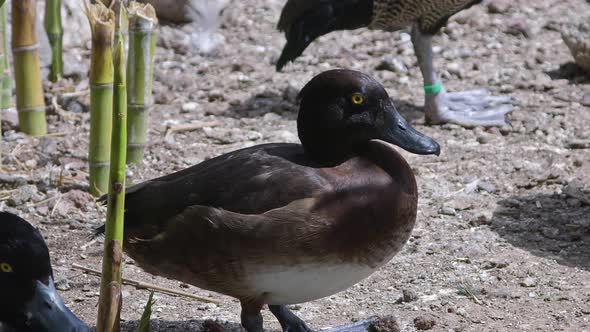 Tired Duck Sitting On The Ground To Rest