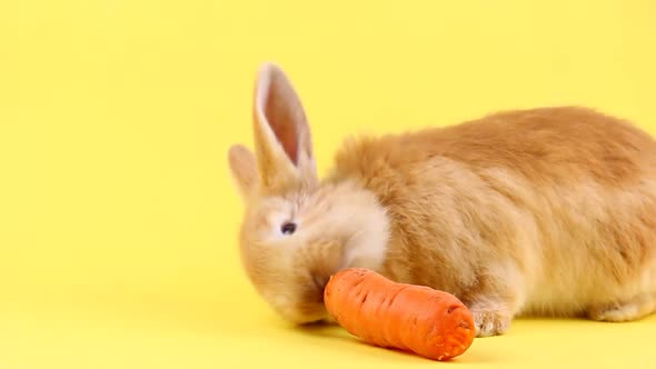 Little Fluffy Cute Handmade Rabbit Eating a Fresh Carrot Closeup on a Pastel Yellow Background