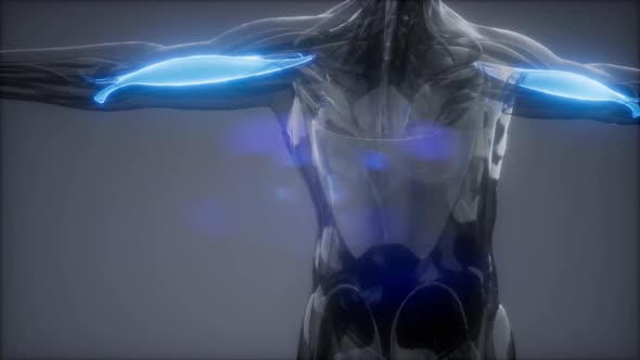 Biceps - Visible Muscle Anatomy Map alt