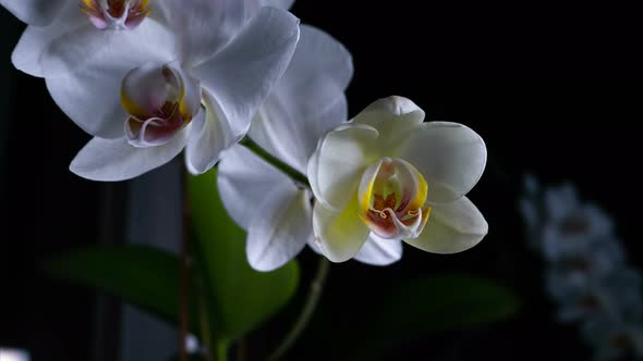 Time Lapse Blooming Orchids Phalaenopsis