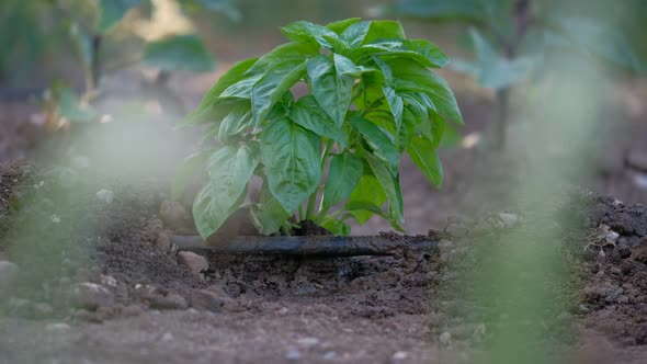 Greenhouse Irrigation