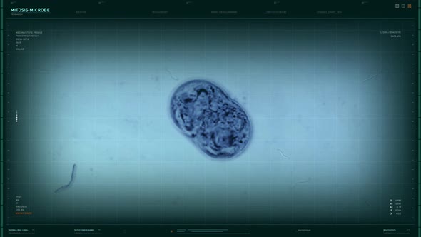 Animation Of Molecular Microbe Mitosis In Microscopic Research Software