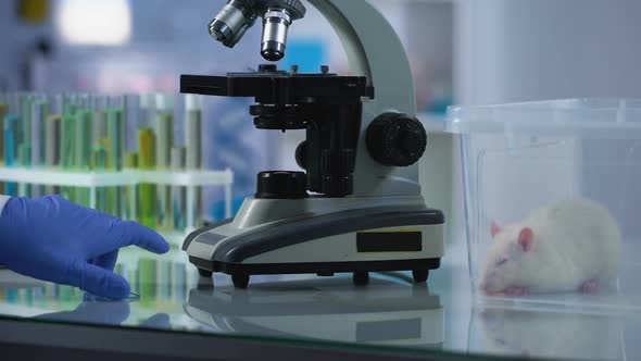 Female Biologist Looking Through Microscope at Lab Sample, Pharmacology Research