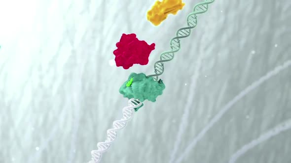 molecule of DNA consists of the collapsing of moving particles.