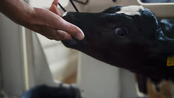 Little Calf Chewing Hand Farm Worker Close Up