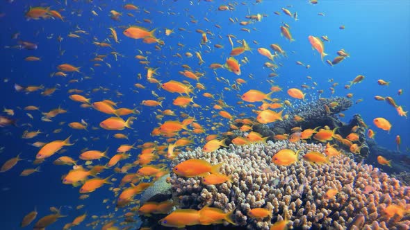 Tropical Reef Underwater Coral Garden