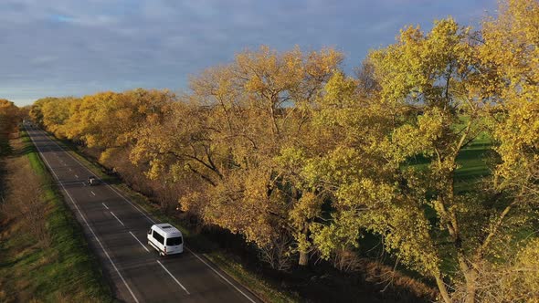 Asphalt Road with Fallen Leaves in Autumn at the Sunset