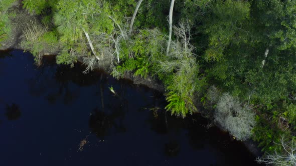 Top Down Rising Aerial Pan of Dense Green Forest Trees Near a River