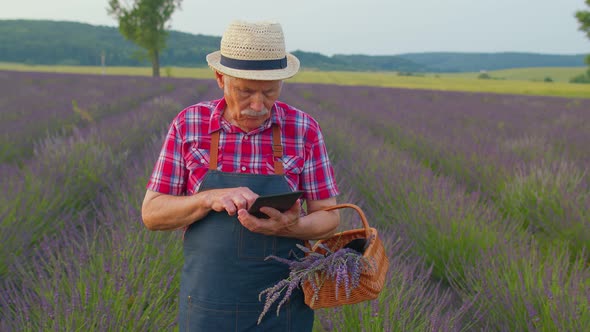 Senior Farmer Grandfather Growing Lavender Holding Digital Tablet and Examining Harvest in Field