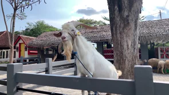 Qurban Livestock