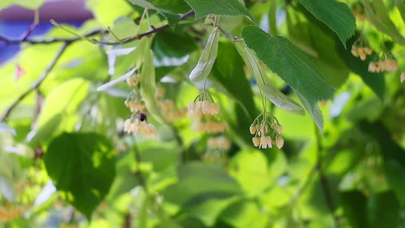 Honey bee on the blossoming yellow linden flowers