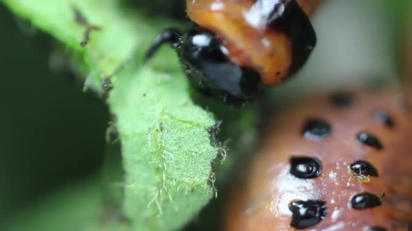 Larva Of Leptinotarsa Decemlineata Eating Potato Leafs. Serious Pest Of Potato. Larva Of Colorado