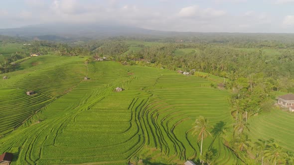 Rice Fields with Agricultural Land in Indonesia alt