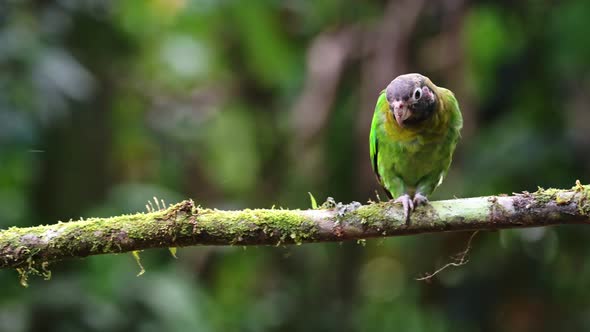 Costa Rica Parrot, Brown Hooded Parrot (pyrilia haematotis), Tropical Bird and Wildlife in Rainfores