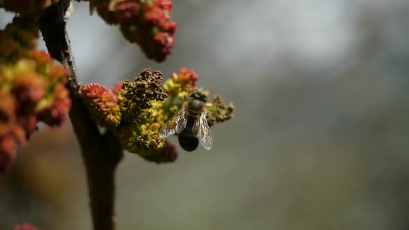 Close-up of a Honey Bee Pollinating Flowers in Slow Motion. Bee Collects Nectar From Blossoming