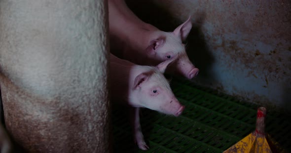 Pigs at Livestock Farm Pork Production Piglet Breeding