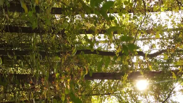 Vertical Video of Forest Landscape in Autumn Slow Motion